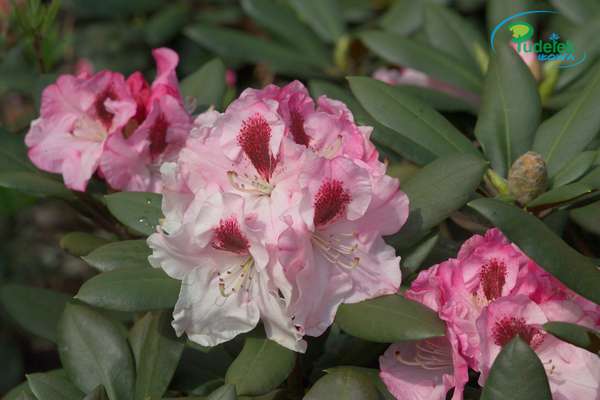 Rhododendron Nicoletta